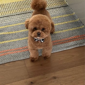 Bessie's Pet Grooming - Bessie is an artist! She always makes my puppy super handsome! - Pet Groomers Near Me - Annandale, Virginia Bessie's Pet Grooming - Bessie is an artist! She always makes my puppy super handsome! - Pet Groomers Near Me - Annandale, Virginia