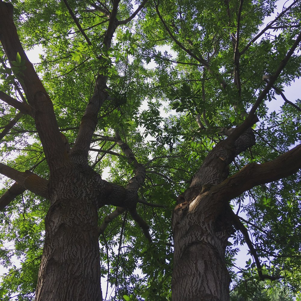 Tree Work Boise - tree service in Boise, ID