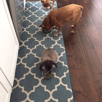 East Bay Rabbit Rescue - Julio and his family eating together! - Pet Adoption Near Me - Livermore, California