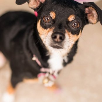 Preferred Pet Care - Pet Boarding Near Me - St. Augustine, Florida