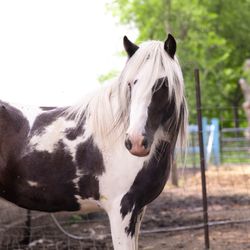 Sunberry Orchard  Market - Petting Zoo