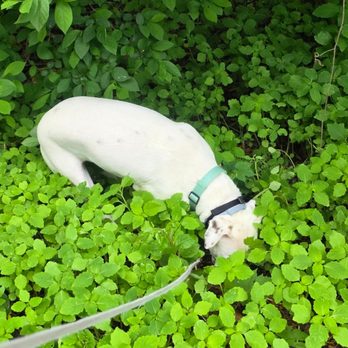 Professional Pet Walkers - Dog Walkers Near Me - Manchester, Connecticut Professional Pet Walkers - Dog Walkers Near Me - Manchester, Connecticut