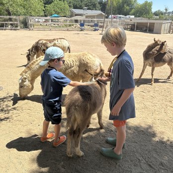 Seein' Spots Farm - Kids can brush goats and donkeys - Animal Shelters Near Me - Solvang, California Seein' Spots Farm - Kids can brush goats and donkeys - Animal Shelters Near Me - Solvang, California