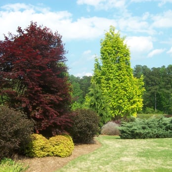 Accent Design - a variety of trees and shrubs - Landscaping Near Me - Chapel Hill, North Carolina