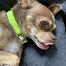 My gremlin, Gus.