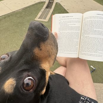 Bluff Creek Dog Park - My dog wishing I would throw him a ball while I'm reading lmao - Dog Parks Near Me - Playa Vista, California Bluff Creek Dog Park - My dog wishing I would throw him a ball while I'm reading lmao - Dog Parks Near Me - Playa Vista, California