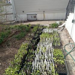 Queens Ny Native Plants