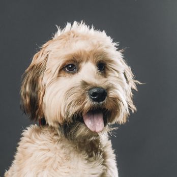 Pennington Pets - Pet Photography Near Me Pennington Pets - Pet Photography Near Me