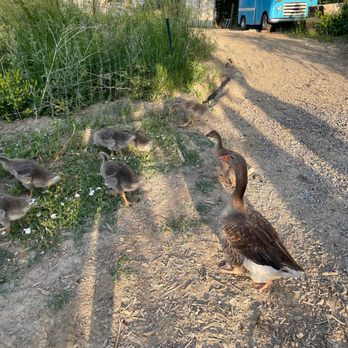 Black Cat Bistro - The farm - New American Near Me - Boulder, Colorado