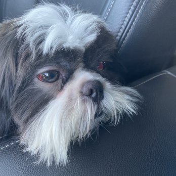 The Pet's Play Palace - Pet Groomers Near Me - Houston, Texas