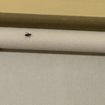 Olde Dutch - Roach in plain sight - American Near Me - Logan, Ohio Olde Dutch - Roach in plain sight - American Near Me - Logan, Ohio