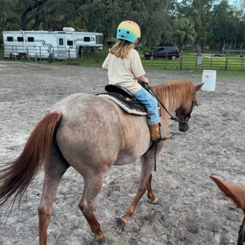 SF Performance Horses - Horseback Riding Near Me - Hudson, Florida SF Performance Horses - Horseback Riding Near Me - Hudson, Florida