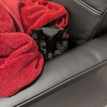 Veterinary Emergency Group - Pepito snuggling on the couch. They provide blankets since this room is so cold - Emergency Pet Hospital Near Me - Anaheim, California