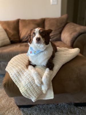 See Spot Grooming and Daycare