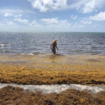 Crandon Beach - LOTS of seaweed when we visited, gross! - Beaches Near Me - Clark, Missouri