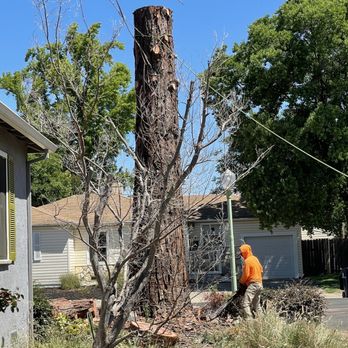 EG Tree Service - Tree Services Near Me EG Tree Service - Tree Services Near Me