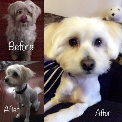 DESLY'S PET GROOMING by null