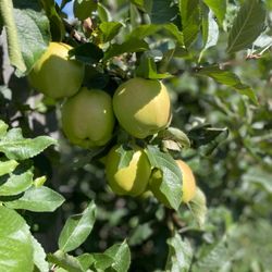 Upside Cider  - Apples!