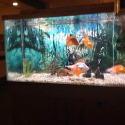 Fish tank. Fish tank.