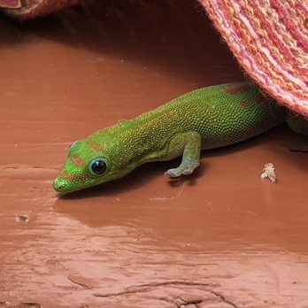 Dragonfly Ranch - Bed & Breakfast Near Me - Captain Cook, Hawaii