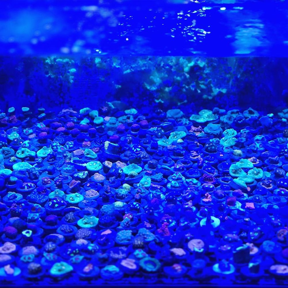 Neptune Aquatics - Aquarium Services Near Me - San Jose, California Neptune Aquatics - Aquarium Services Near Me - San Jose, California