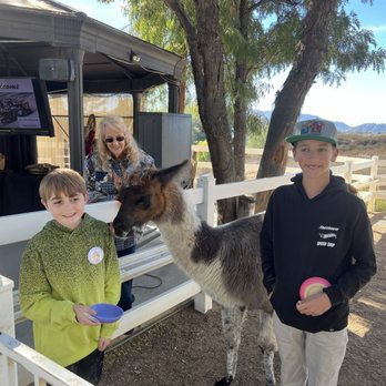 The Alpaca Hacienda - Landen and friend with Llama and staff members. - Attraction Farms Near Me - Temecula, California