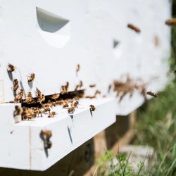 The Hive Taproom