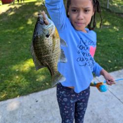 Sibbald Point Provincial Park - Pretty big sunfish which give kids a good fight.