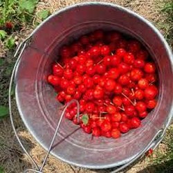 Greenway Fruit Stand U Pick Cherries