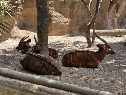 Gladys Porter Zoo by null