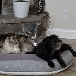Wylie & Chloe, groomed to perfection!
