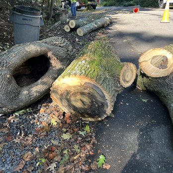 Romeo's Tree Service - Tree Services Near Me - Glenn Dale, Maryland Romeo's Tree Service - Tree Services Near Me - Glenn Dale, Maryland