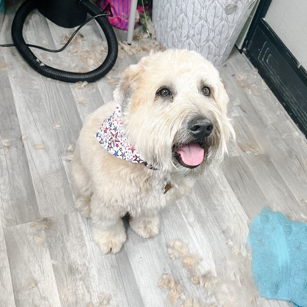 MEGANN’S PAW SPA Updated August 2024 Request an Appointment 25