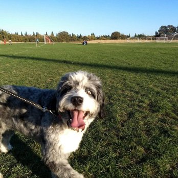 K9 Cancun - Pet Boarding Near Me - Citrus Heights, California K9 Cancun - Pet Boarding Near Me - Citrus Heights, California