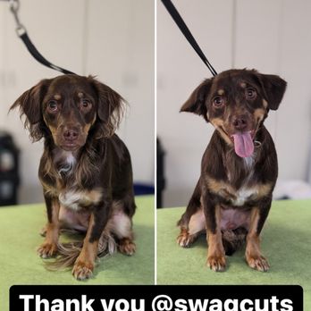 Swag Cuts Grooming - Pet Groomers Near Me
