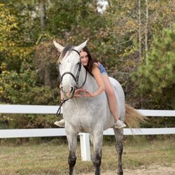 Yorktown Stables