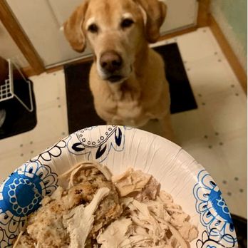 Nanny Jan’s Pawsome Pet Care - Room service!! - Pet Sitting Near Me - Largo, Florida Nanny Jan’s Pawsome Pet Care - Room service!! - Pet Sitting Near Me - Largo, Florida