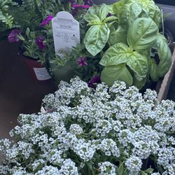 Desert Bloom Garden Center - Todays finds.