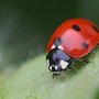 Photo of Mayday Pest Management