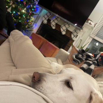 The Fur Babe - Pet Boarding Near Me