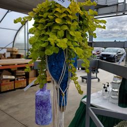 Tony's Green Thumb - Cool gift for gardeners or wine lovers