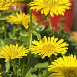 Westwood Gardens Nursery and Garden Art - Perennials