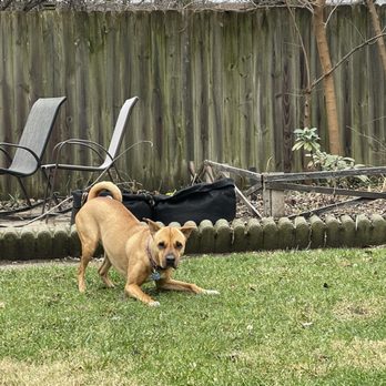 Bark Place - Bella, a walking client, up for some play time in the back yard. - Pet Groomers Near Me - Chicago, Illinois
