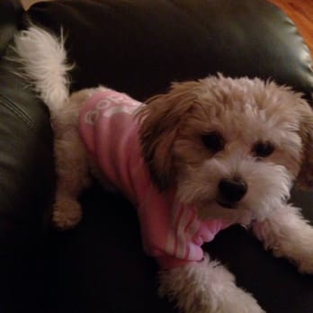 Have Leash Will Train - Charlotte - Pet Training Near Me Have Leash Will Train - Charlotte - Pet Training Near Me