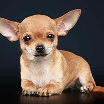 Dog & Cat Hotel FDG - 818 514 0429 Call us for an appointment Dogs Full Relaxing Massage Suzy loves i! - Pet Groomers Near Me - Studio City, California Dog & Cat Hotel FDG - 818 514 0429 Call us for an appointment Dogs Full Relaxing Massage Suzy loves i! - Pet Groomers Near Me - Studio City, California