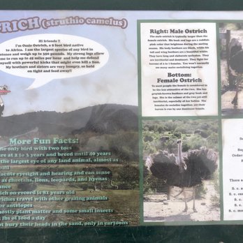 Ostrichland USA - ostrich facts - Attraction Farms Near Me - Solvang, California