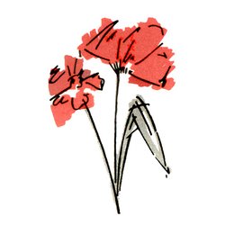 Flowers For Florists - Flowers for Florists Logo