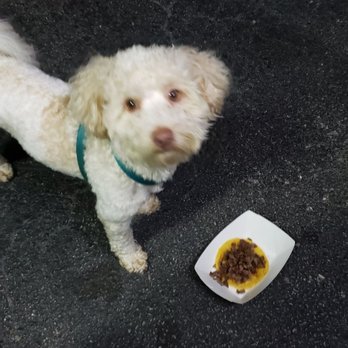 Tacos Yoyo - a small white dog standing next to a plate of food - Tacos Near Me - Houston, Texas Tacos Yoyo - a small white dog standing next to a plate of food - Tacos Near Me - Houston, Texas