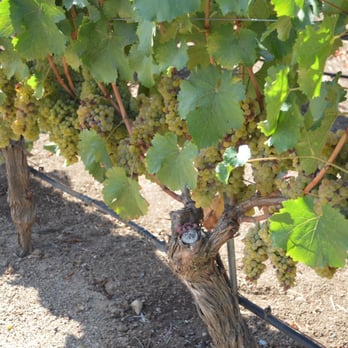 Pine Ridge Vineyards - Wineries Near Me - Napa, California Pine Ridge Vineyards - Wineries Near Me - Napa, California