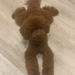 After Alisa groomed my toy poodle, love! After Alisa groomed my toy poodle, love!